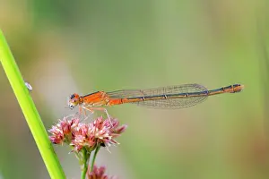 Scarce: Scarce Blue Tailed Damselfly