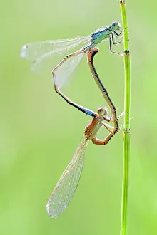 Scarce: Scarce Blue-tailed Damselfly
