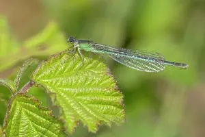 Scarce: Scarce Blue-tailed Damselfly