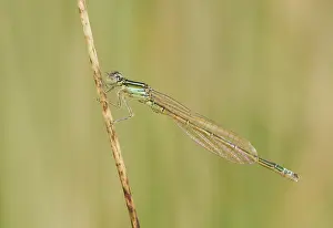 Scarce: Scarce Blue-tailed Damselfly