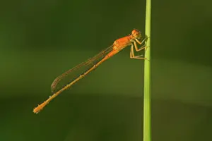 Scarce: Scarce Blue-tailed Damselfly