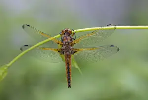 Scarce: Scarce Chaser Dragonfly - Female - Cambridgeshire - UK