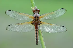 Scarce: Scarce Chaser (Libellula fulva)