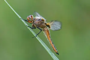 Scarce: Scarce Chaser (Libellula fulva)