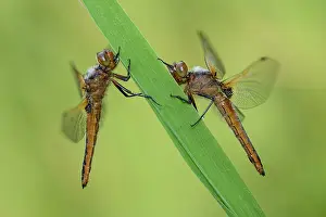 Scarce: Scarce Chaser (Libellula fulva)
