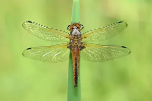 Scarce: Scarce Chaser (Libellula fulva)