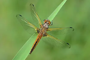 Scarce: Scarce Chaser (Libellula fulva)