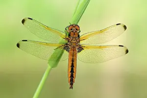 Scarce: Scarce Chaser (Libellula fulva)