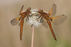 Scarce: Scarce Chasers (Libellula fulva) resting on Dan