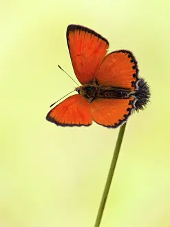 Scarce: Scarce Copper