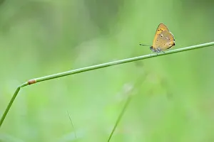 Scarce: Scarce Copper