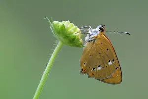 Scarce: Scarce Copper