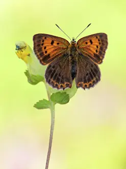 Scarce: Scarce Copper