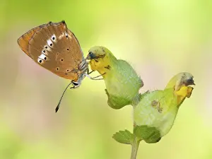 Scarce: Scarce Copper