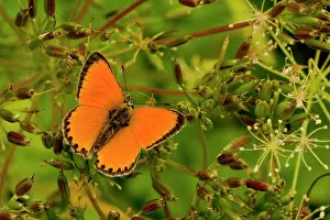 Scarce: Scarce Copper Butterfly