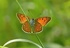 Scarce: Scarce Copper Butterfly female at 1900m Maritime
