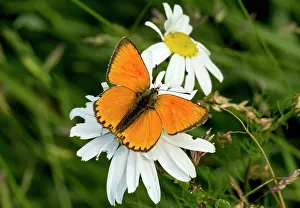 Scarce: Scarce Copper Butterfly male at 1900m Maritime Alps, France