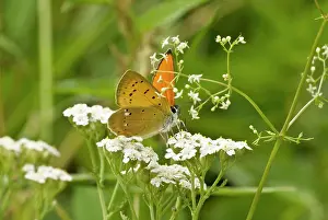 Scarce: Scarce copper - Feeding on umbellifer head