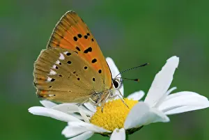 Scarce: Scarce Copper male on Daisy Flower