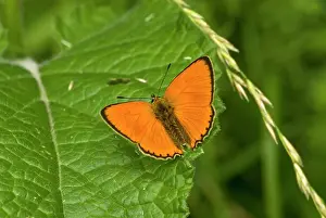 Scarce: Scarce copper - Upperside, resting on leaf