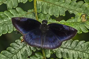 Maria: Scarce Duskywing (Anastrus meliboea) Skipper, butterfly