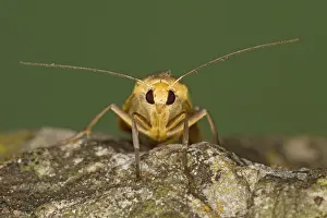 Footman: Scarce Footman Moth