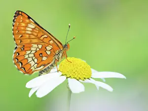 Scarce: Scarce Fritillary