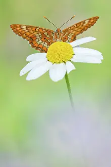 Scarce: Scarce Fritillary