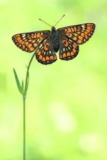 Scarce: Scarce Fritillary