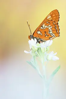 Scarce: Scarce Fritillary