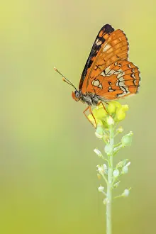Scarce: Scarce Fritillary