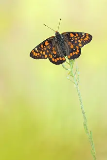 Scarce: Scarce Fritillary