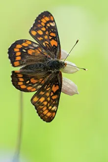 Scarce: Scarce Fritillary