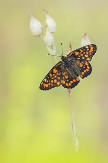 Scarce: Scarce Fritillary