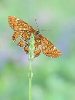 Scarce: Scarce Fritillary