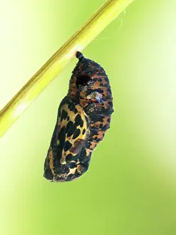 Scarce: Scarce Fritillary