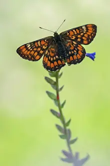 Scarce: Scarce Fritillary