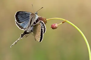 Scarce: Scarce Large Blue