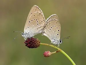 Scarce: Scarce Large Blue