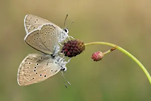 Scarce: Scarce Large Blue