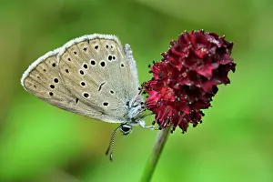 Scarce: Scarce Large Blue Butterfly on Great Burnet (Maculinea
