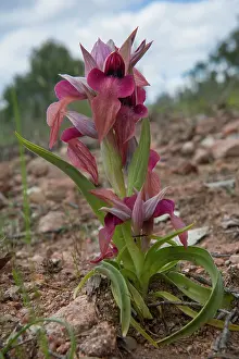 Scarce: Scarce Serapias (Serapias neglecta), A whole plant