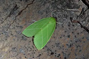 Scarce: Scarce Silver-lines
