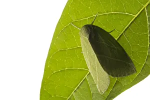 Scarce: Scarce Silver-lines (Bena bicolorana) resting