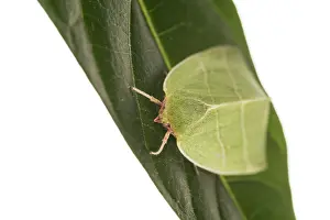 Full Length: Scarce Silver-lines (Bena bicolorana) resting on green leaf against a white background