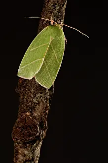 Scarce: Scarce Silver-lines on branch at night