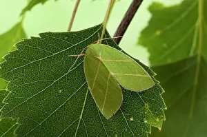 Scarce: Scarce Silver-lines Moth - resting on leaf