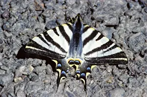 Podalirius: Scarce Swallowtail