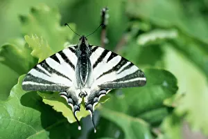Scarce: Scarce Swallowtail BUTTERFLY -