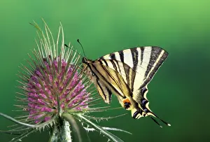 Scarce: Scarce Swallowtail Butterfly